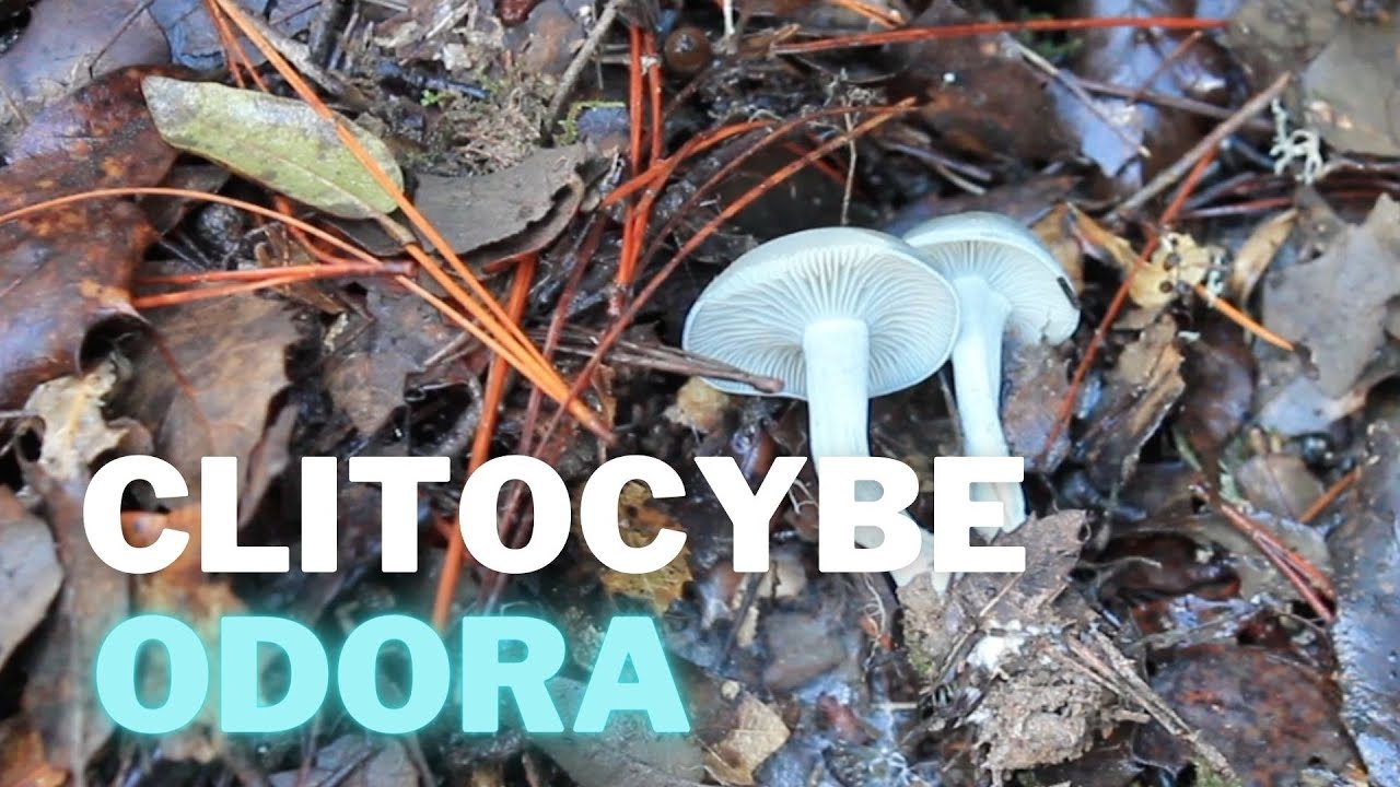 Clitocybe odora | Seta de anís, en PELIGRO de extinción 