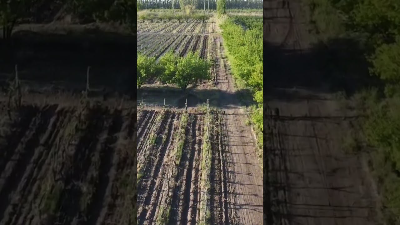 Bowen . Gral. Alvear . Mendoza . Arg. Viñas y Cultivos Frutales .