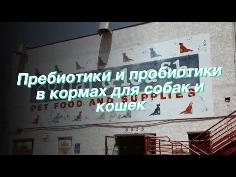 Пребиотики и пробиотики в кормах для собак и кошек