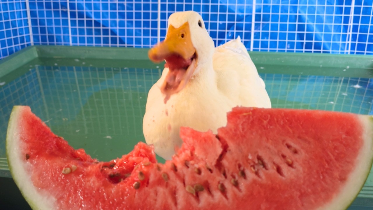 川で保護したアヒル、初めてのスイカに我を忘れてかぶりつく