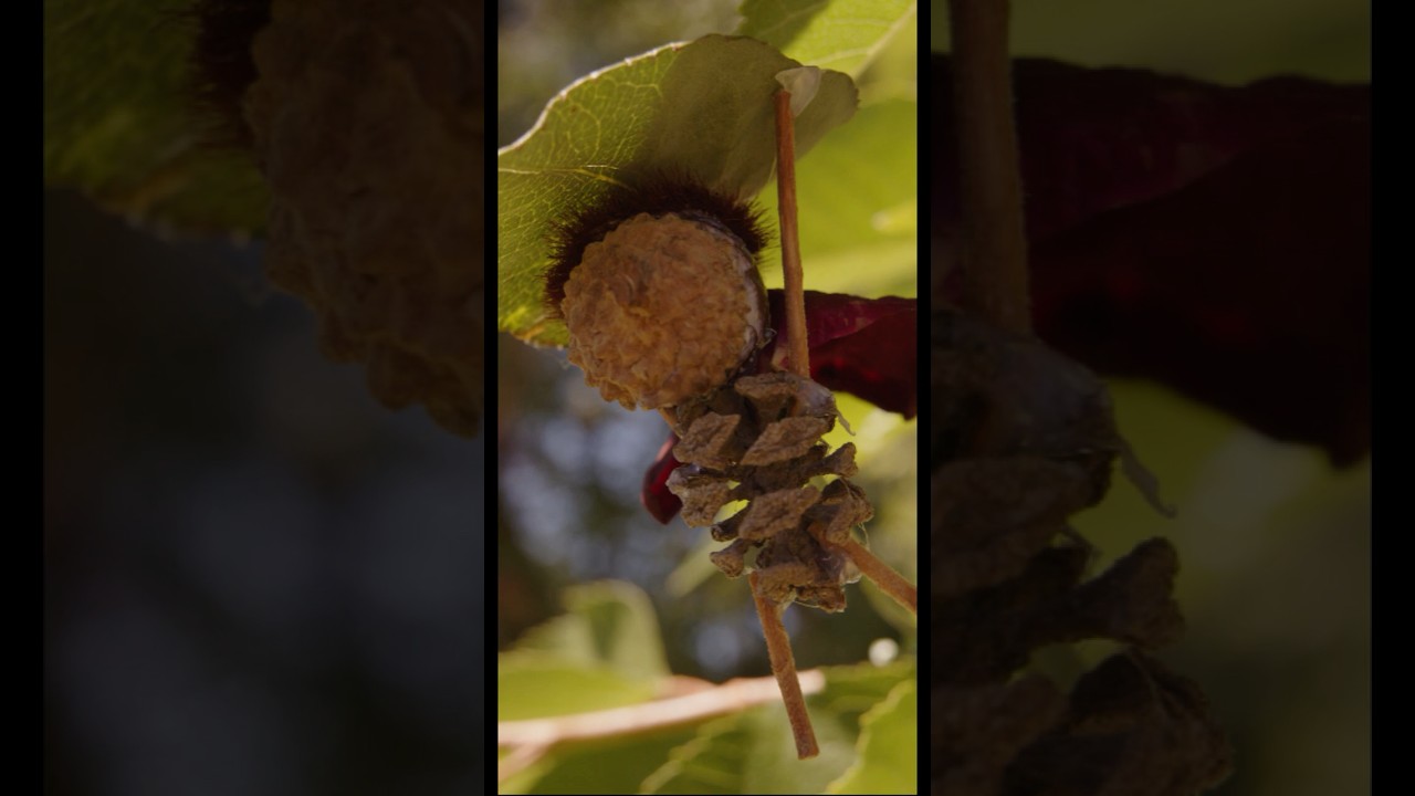 Leaf can fly!! #craft  #photography #shorts