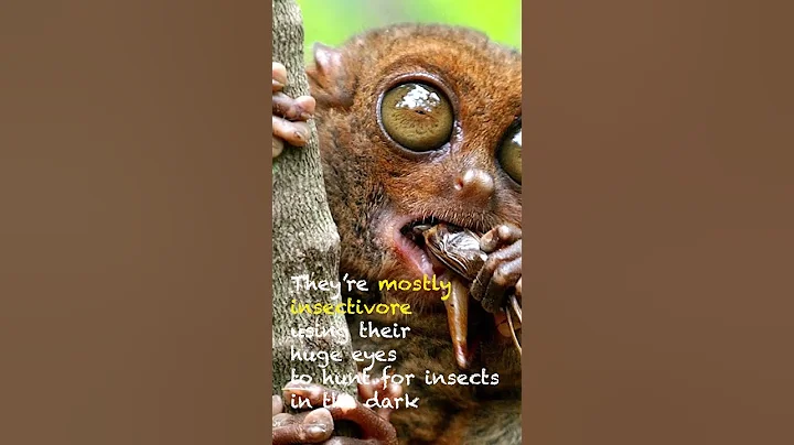 Tarsier (Animal Of The Day) #wildlife #animals #facts #daily  #animalfacts #animalknowledge