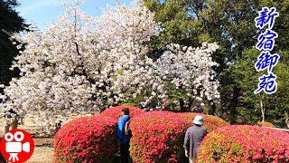 TOKYO SHINJUKU GYOEN CHERRY BLOSSOMS & AZALEA FLOWER 2019   4K 60FPS HDR