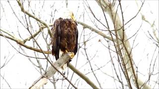 Greenfield Eagle Watch 03-28-2016