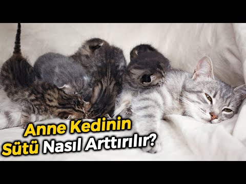 Anne Kedinin Sütü Nasıl Arttırılır (ZAYIF ANNE KEDİYİ BESLEME)