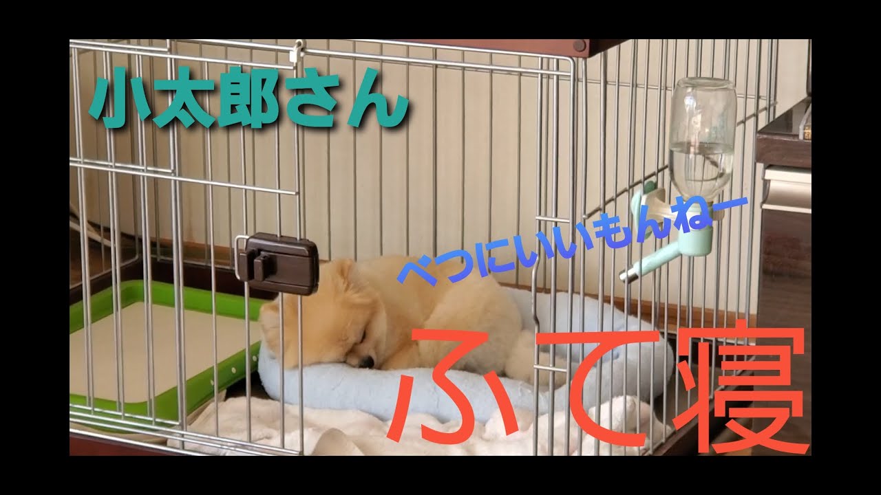 ポメラニアン トリミング後ご機嫌斜めの小太郎さん 犬 Youtube