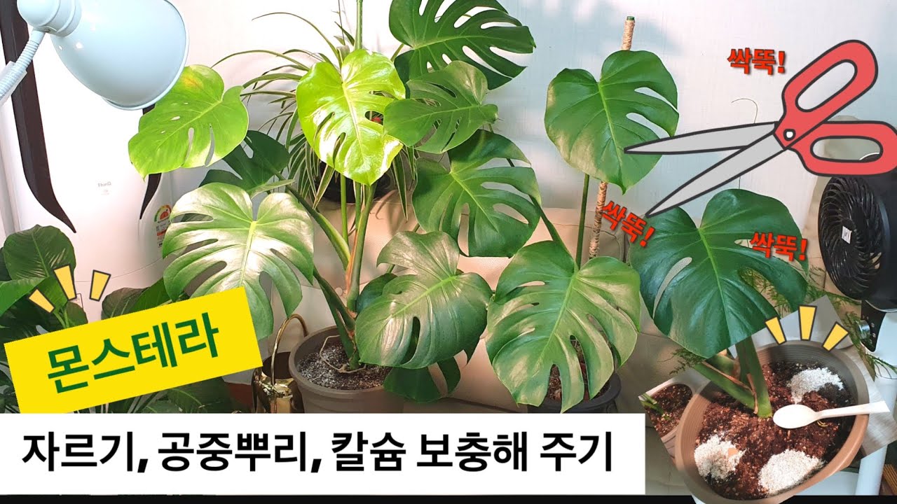 큰잎 나오도록/ 아무리 좁아도 포기할수 없는 최애식물 몬스테라😘 자른 이유~?