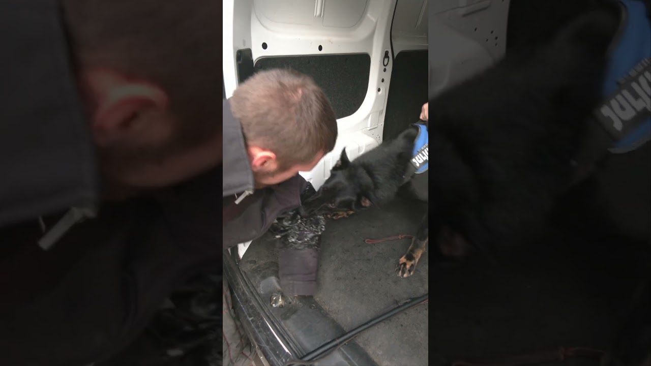 Crushing Grip Power "Yoel" 2 Yr German Engineered Powerhouse Family Personal Protection Dog 4 Sale