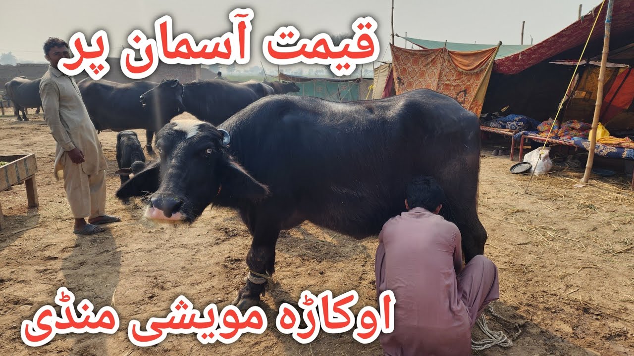 Price of buffalo from the largest animal market of punjab pakistan || Okara mandi 