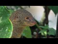 Invasive Species in the Caribbean