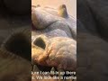 Ice Age 3 Short Video Viral Shorts Cartoon Shorts Elephant ЁЯРШ Cartoon Shorts YouTube Shorts Fight Ice Age 3 Short Video Viral Shorts Cartoon Shorts Elephant ЁЯРШ Cartoon Shorts YouTube Shorts Fight