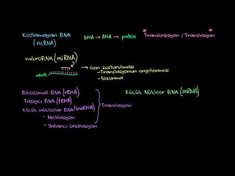 Kodlamayan RNA (ncRNA) (Fen Bilimleri)(Biyoloji)