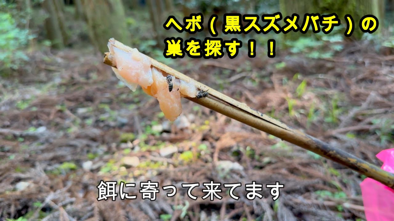 蜂追い、黒スズメバチを追いかけて巣を探す！！