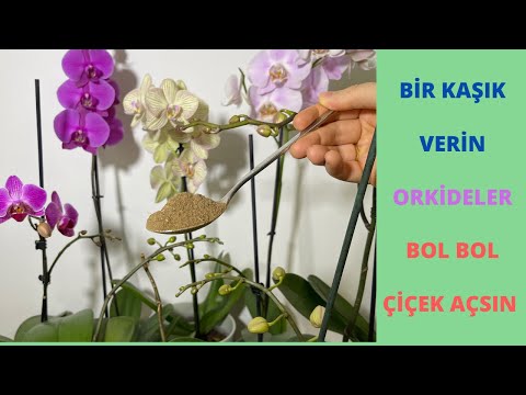 Bir Kaşık Verin Orkideler Bol Çiçek Açıp Sağlıklı Kökler Versin/Orkide Coşturan Gübre