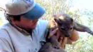 Carnivores of Madagascar - Earthwatch Teen Expedition