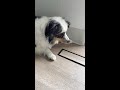 Work Like A Dog at Fittes!