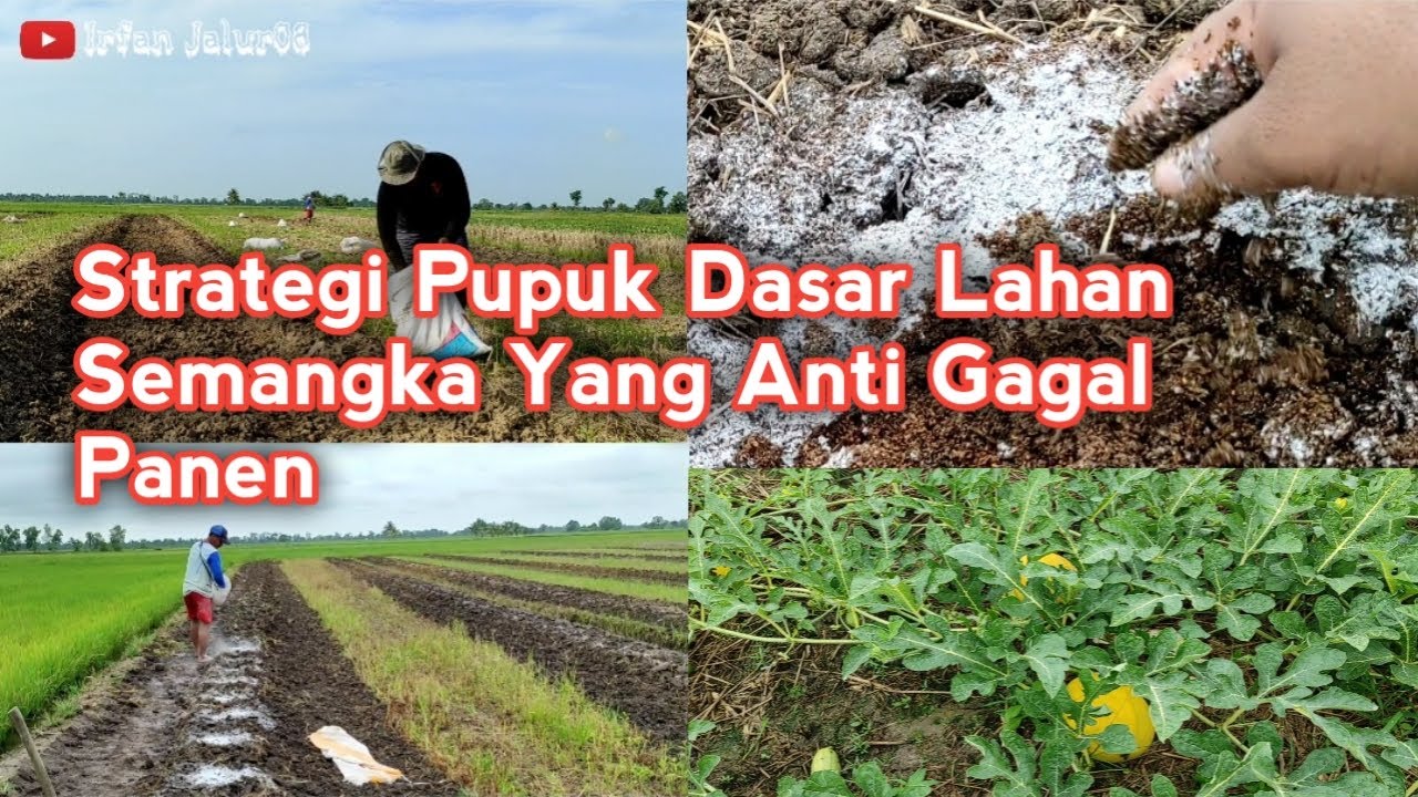 01) Pupuk Dasar Lahan Semangka Yang Murah Meriah Namun Semangka Tumbuh Subur Hingga Panen