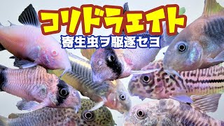 【熱帯魚水槽】寄生虫ギロダグチルスにやられているコリドラスを回復させるため徹底的に調べて対応を実践/薬が無い！！どうするか→【高濃度塩水浴】を試す。