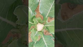 Cauliflower in my kitchen garden organic plants kitchengarden viral shorts ladygardner