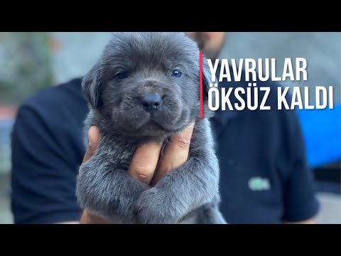 CANE CORSO BOÇİ HEPİMİZİ ÜZDÜ