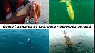 seiches, calamars et dorades