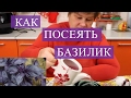 Как сеять базилик в улитку. (28.01.2017).