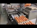 DAMTECH Egg grader 32000eph + automatic egg packing