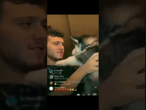 بشبوش والشامي