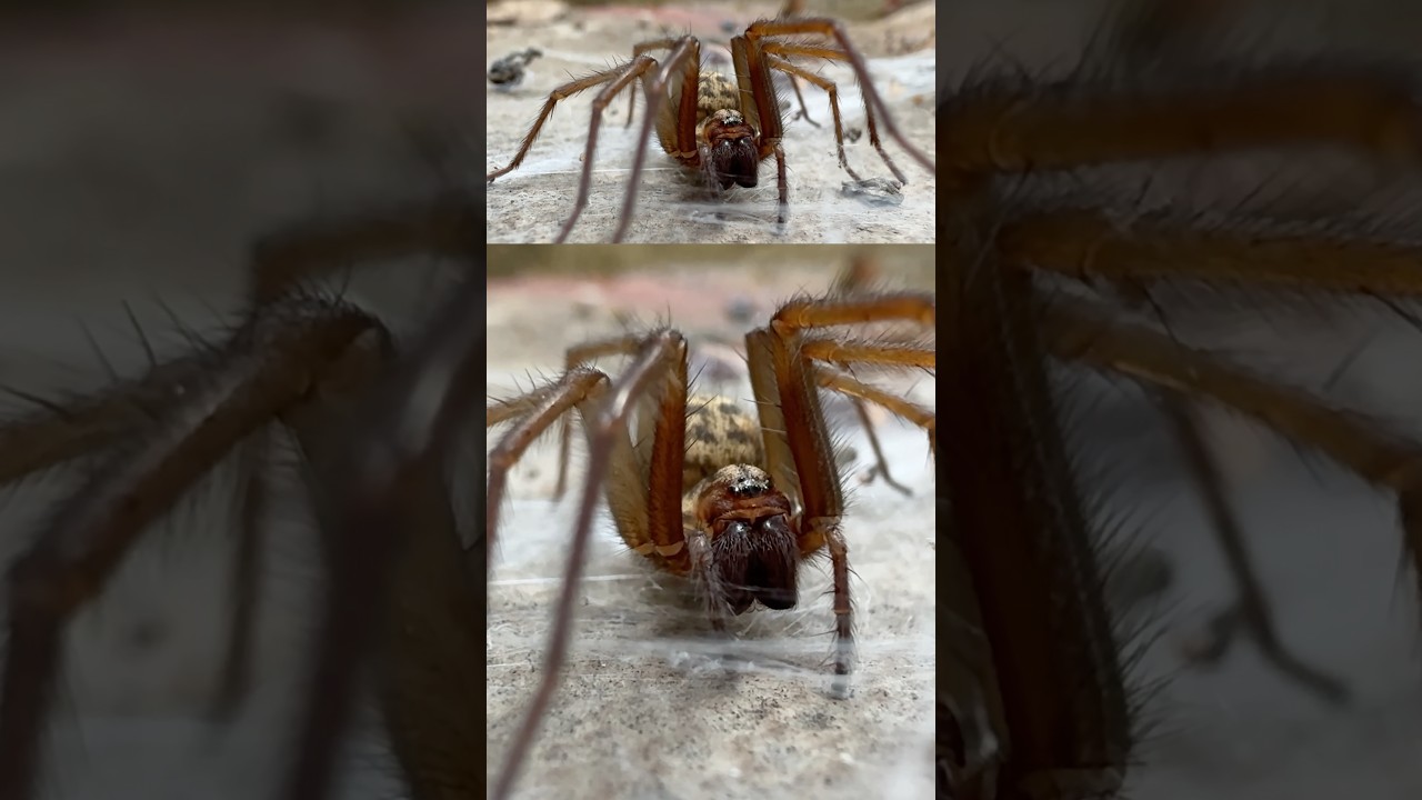 Giant house spider - London UK