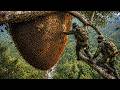 200 Meters Above the Jungle, They Risk Everything for Wild Honey