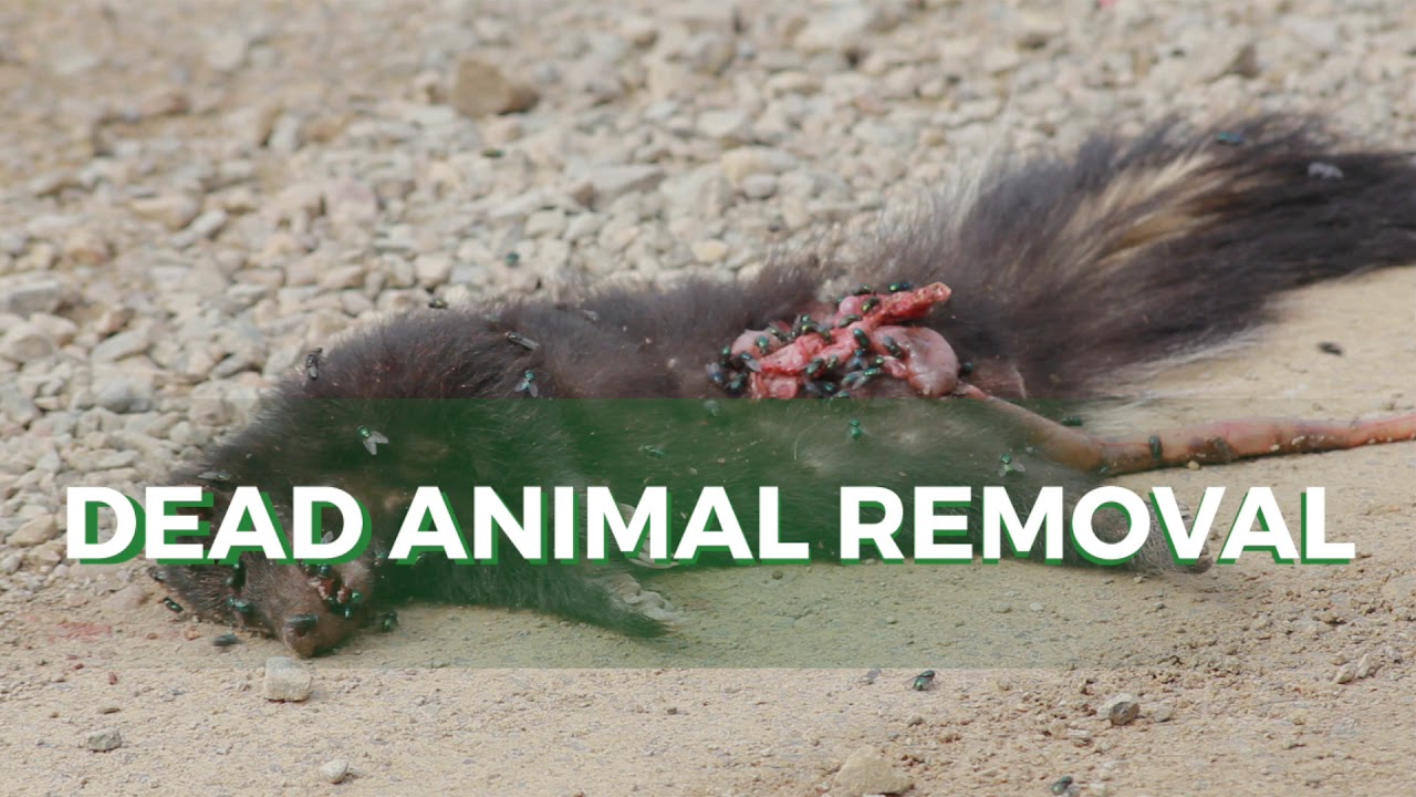 Dead Animal Removal Services Pest Protection Plus Dead Animal Removal Services Pest Protection Plus