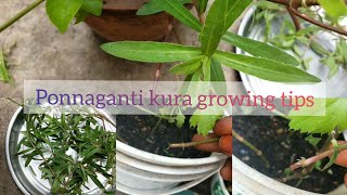 Ponnaganti kura| Importance of growing greens in our gardens| how to grow and tips to control pest