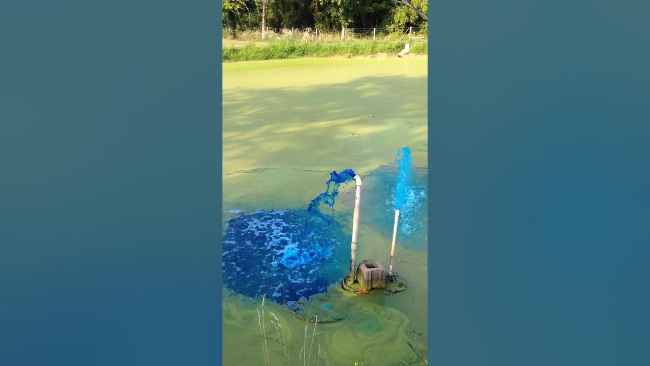 diy-cleaning-up-stagnant-pond-getting-rid-of-the-green-youtube