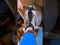 BEST SATISFYING Extra Shoe Shine ASMR l  #asmrsounds #shoeshine #satisfying  #restoration