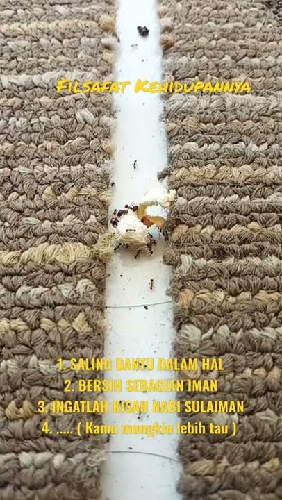 The Ant  - SEMUT ( Dalam Kisah Kehidupan )