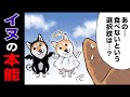 【激怒】盗み食いがバレてご主人にブチギレられる柴犬【世界の終わりに柴犬と】