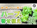 【ハーブ栽培】失敗しないハーブの育て方 　バジル　#38