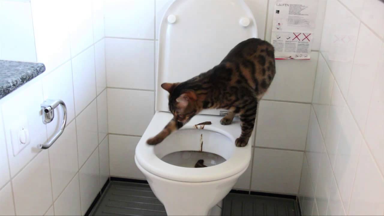 Toilet Trained Cats Almost Katzen Gehen Auf Toilette Draco Und Tiger Business
