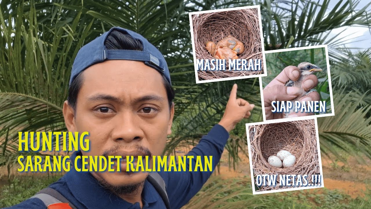 SARANG BURUNG CENDET DILOKASI INI MASIH MELIMPAH MASBROOO