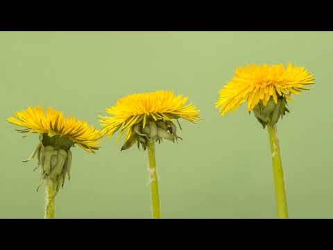 Dandelion Blooming Timelapse