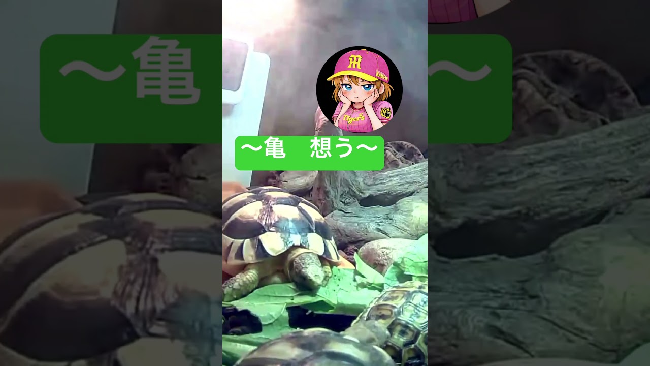 亀三昧 #爬虫類女子 #リクガメ