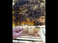 Як зробити відводок , ділення бджолиних сімей