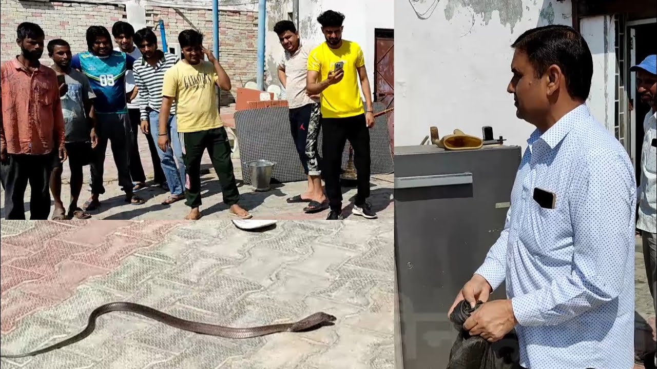 यूवक बैठा कुर्सी पर पिछे से आ गया कोबरा सी सी टी वी में कैद///स्नेकमैन सतीश फफड़ाना (9255130130)