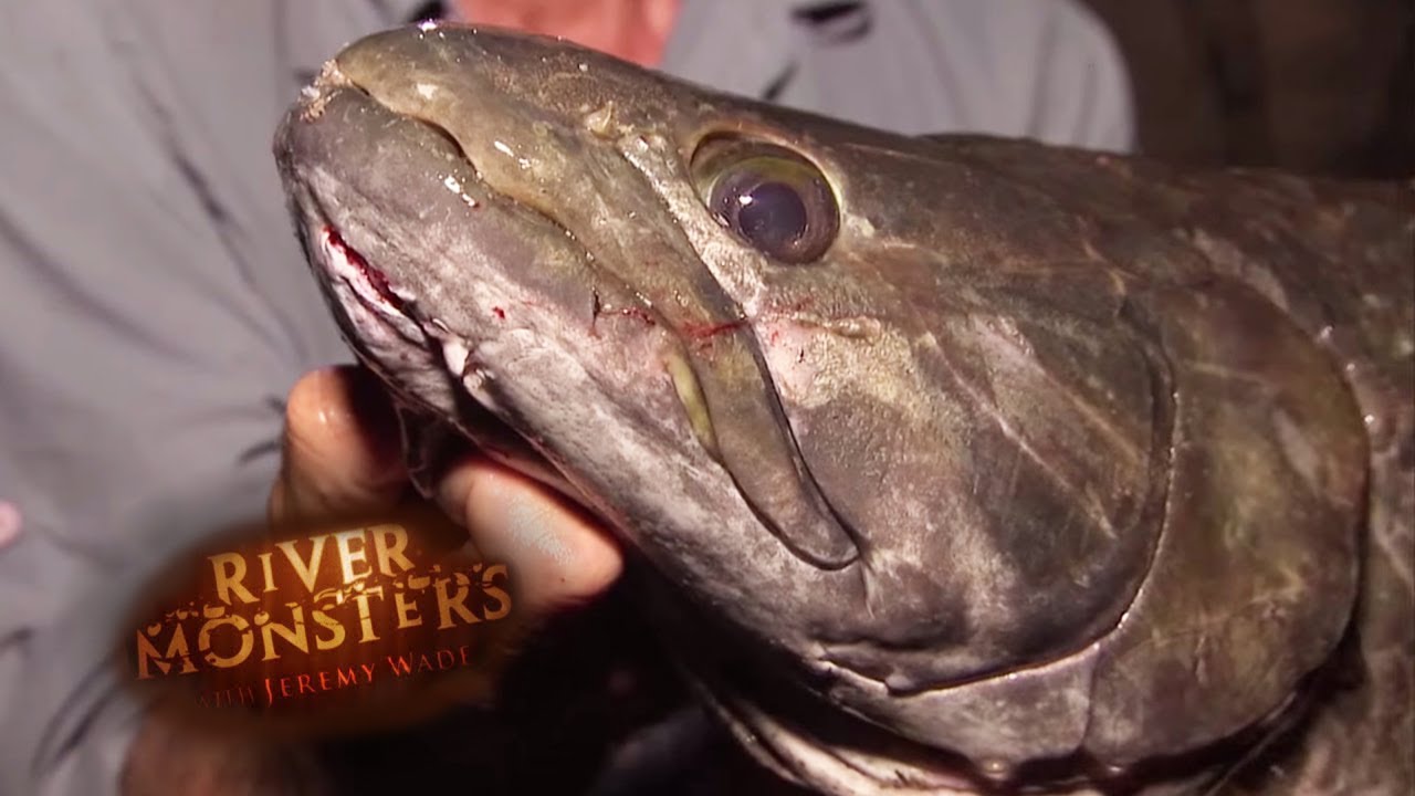 The Elusive Wolf Fish Wolf Fish River Monsters Youtube