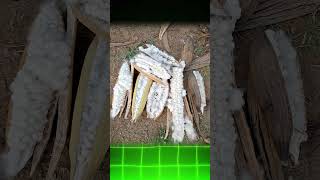 Ishwarya Silk Cotton Mattress Ilavam Panju Bed And Pillow Manufacturing Company Pavoorchatram Ad