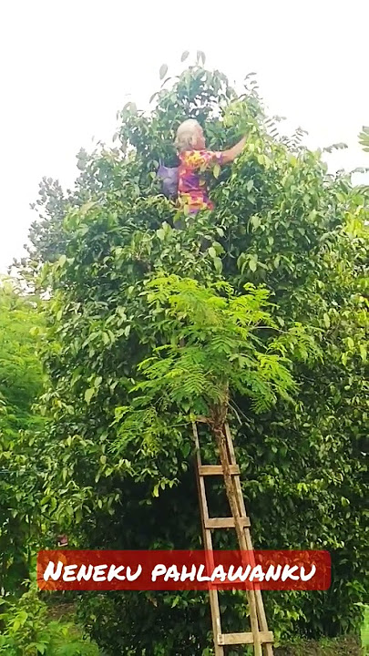Nenek Tua Masih Bisa Manjat Pohon #viral #nenekgaul
