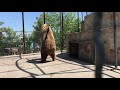 Борьба и игры в вольере бурых медведей! Fight and play in the brown bear enclosure!