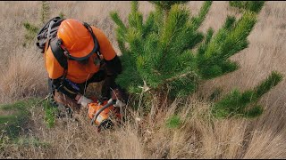 Managing wilding conifers
