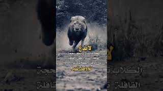 الكلاب تنبح