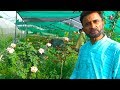 Expert briefing on Rose Plant Care | Detail Informative Talk on Desi and English Rose